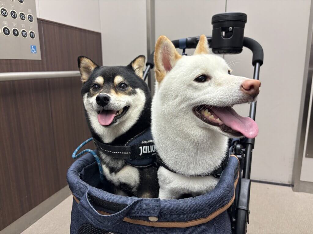 ペット用エレベーター