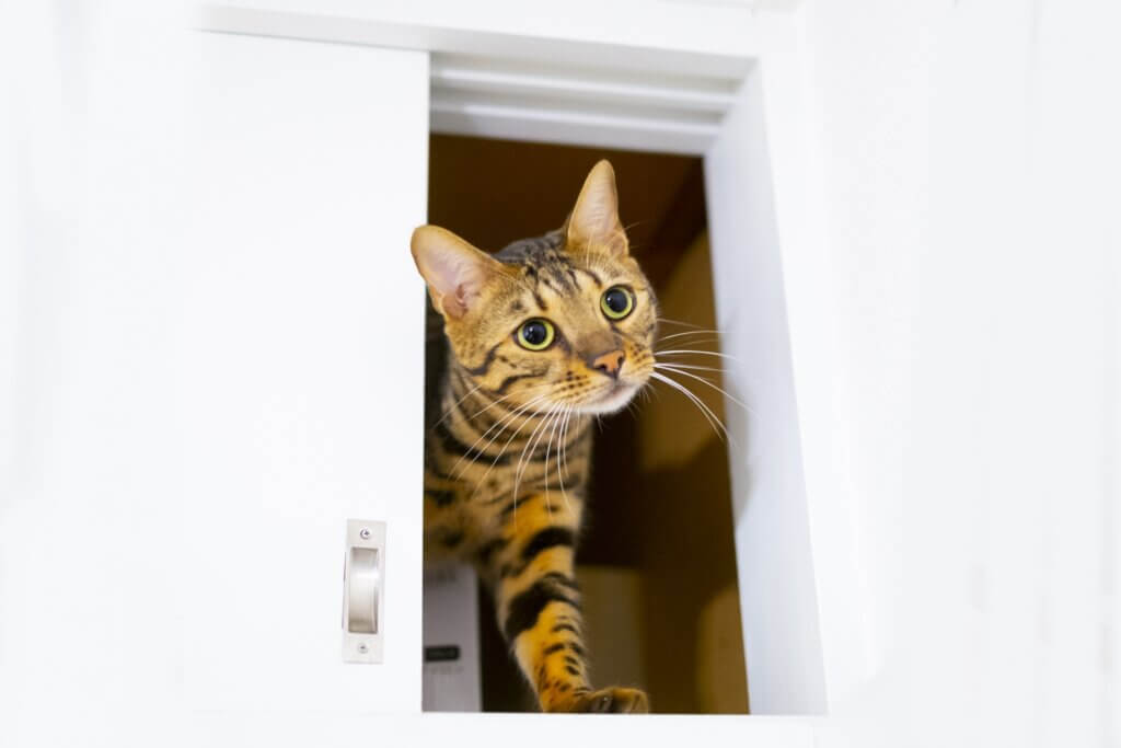 ペットと快適に暮らせるマンション